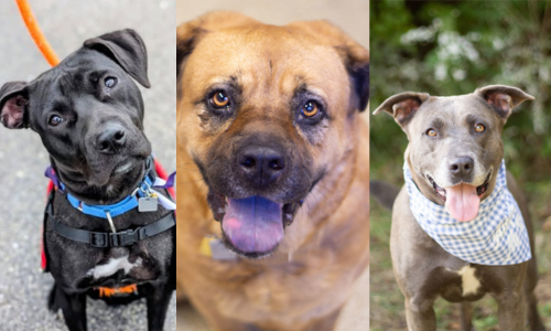 Adopt a Shelter Pet Day